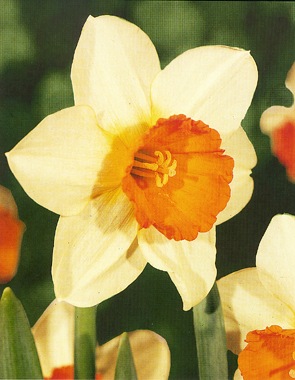 Daffodil Flowers on Off White Petals  Orange Cup